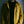 SUNSET BAY - BUZZARDS- DUST YELLOW