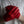 Lamp gloves -Utility glove Shorty- Red