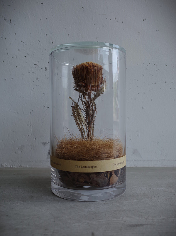 The Landscapers -DC 20 with LID WOOD- Dryandra