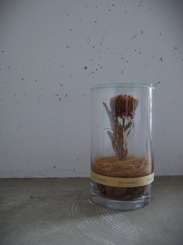 The Landscapers -DC 20 with LID WOOD- Dryandra